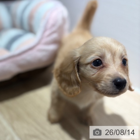 兵庫県のカニンヘンダックスフンド(ロング) (ペットプラス 神戸三宮店/2026年6月14日生まれ/女の子/ゴールド)の子犬の3枚目の画像