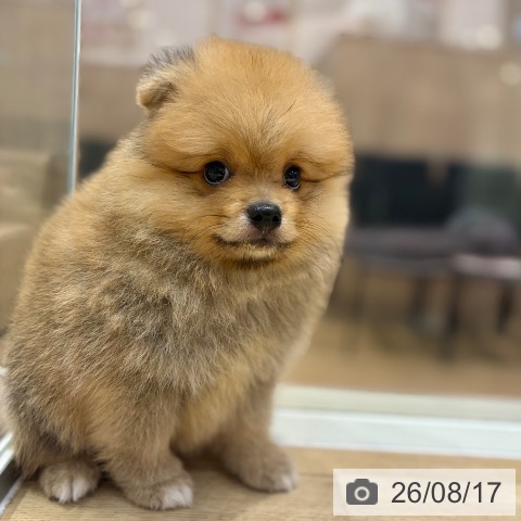 ポメラニアンの写真