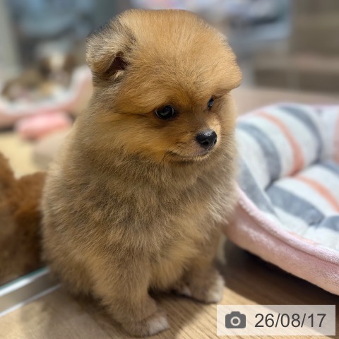 ポメラニアンの写真