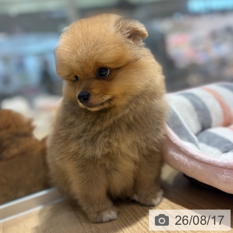 ポメラニアンの写真