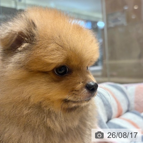 ポメラニアンの写真