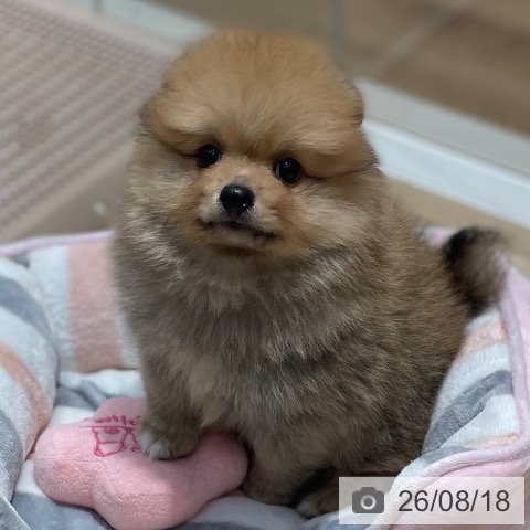 ポメラニアンの写真