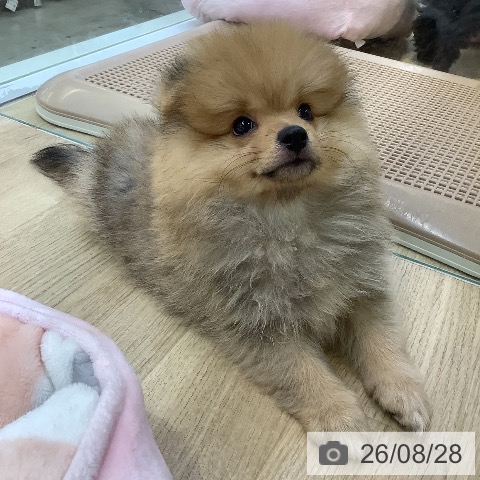 兵庫県のポメラニアン (ペットプラス 明石店/2026年6月12日生まれ/男の子/オレンジ)の子犬の4枚目の画像