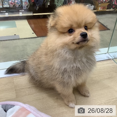 兵庫県のポメラニアン (ペットプラス 明石店/2026年6月12日生まれ/男の子/オレンジ)の子犬の3枚目の画像