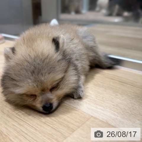 ポメラニアンの写真