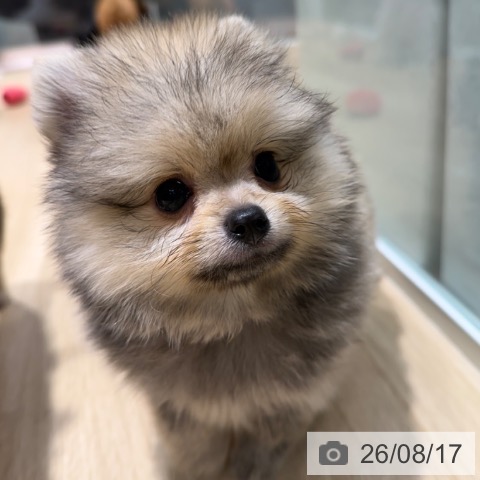 ポメラニアンの写真