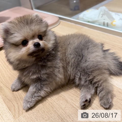 ポメラニアンの写真