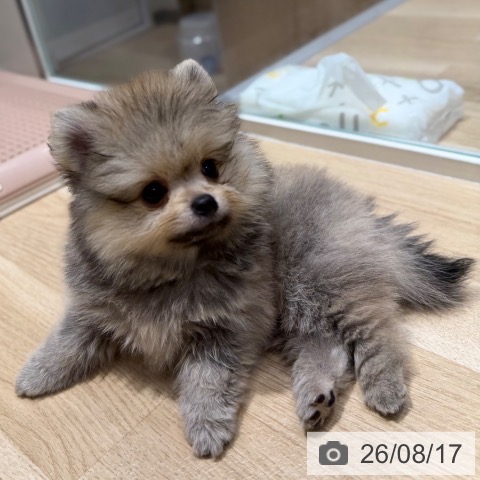 ポメラニアンの写真