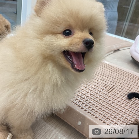 大阪府のポメラニアン (ペットプラス ららぽーと和泉店/2026年6月14日生まれ/男の子/クリーム)の子犬の3枚目の画像