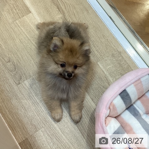 ポメラニアンの写真
