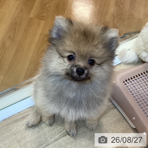 ポメラニアンの写真