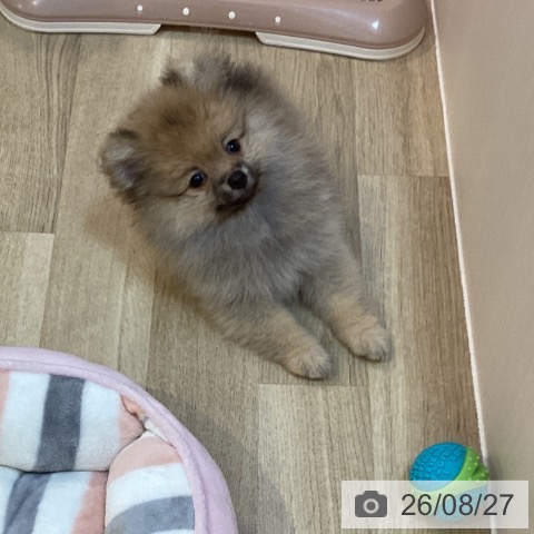 ポメラニアンの写真