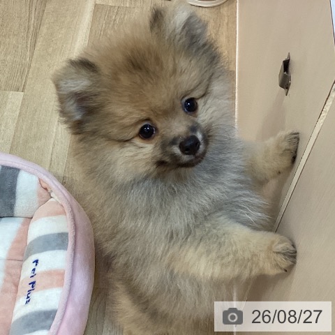 ポメラニアンの写真