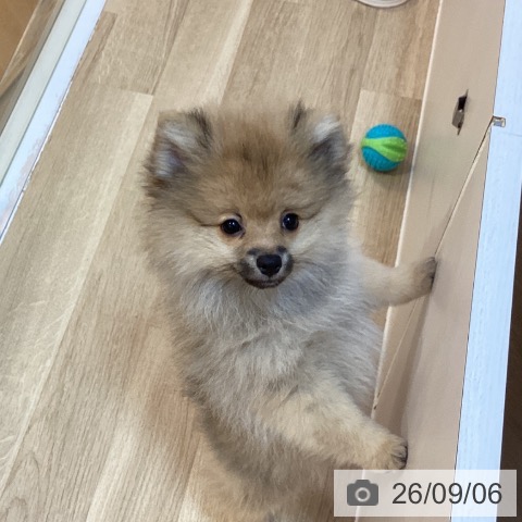 ポメラニアンの写真