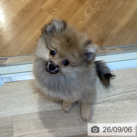 ポメラニアンの写真