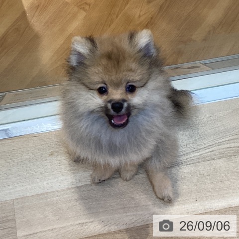 ポメラニアンの写真