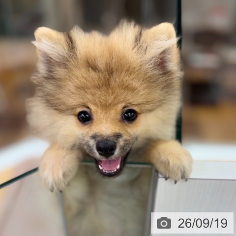 ポメラニアンの写真