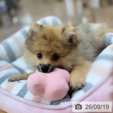ポメラニアンの写真