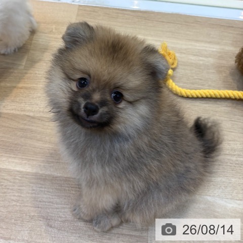京都府のポメラニアン (ペットプラス イオンモールKYOTO店/2026年6月14日生まれ/男の子/オレンジ)の子犬の4枚目の画像