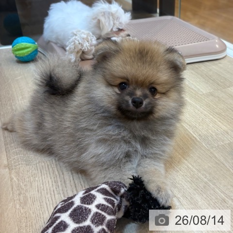 京都府のポメラニアン (ペットプラス イオンモールKYOTO店/2026年6月14日生まれ/男の子/オレンジ)の子犬の3枚目の画像