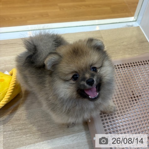 京都府のポメラニアン (ペットプラス 醍醐店/2026年6月14日生まれ/男の子/オレンジ)の子犬の4枚目の画像