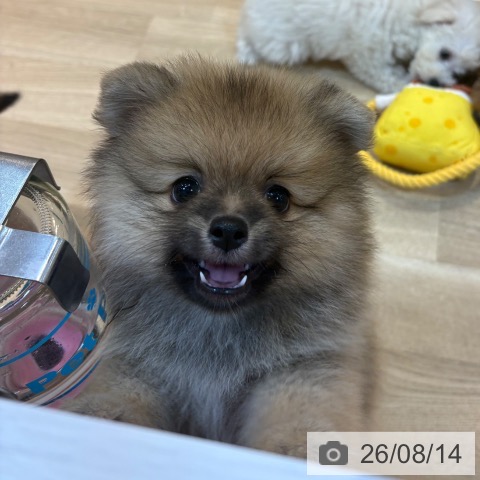京都府のポメラニアン (ペットプラス 醍醐店/2026年6月14日生まれ/男の子/オレンジ)の子犬の3枚目の画像