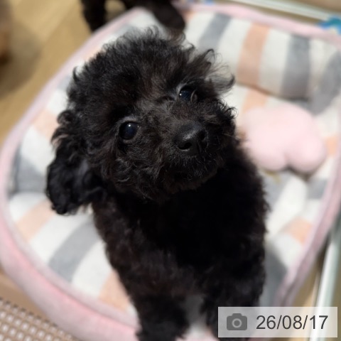 大阪府のトイプードル(トイ) (ペットプラス 四條畷店/2026年5月28日生まれ/女の子/ブラック)の子犬の3枚目の画像