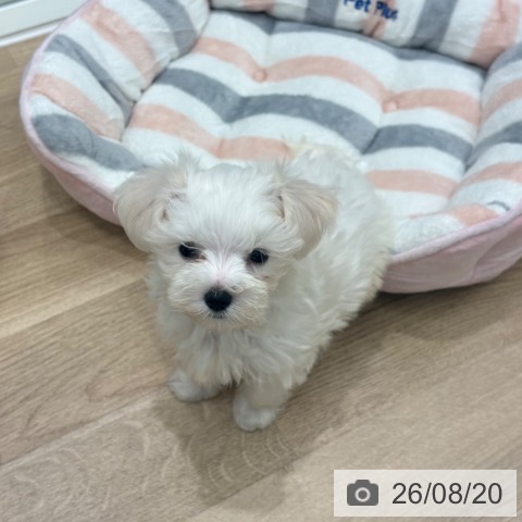 大阪府のマルチーズ (ペットプラス 鶴見店/2026年6月10日生まれ/男の子/ホワイト)の子犬の4枚目の画像