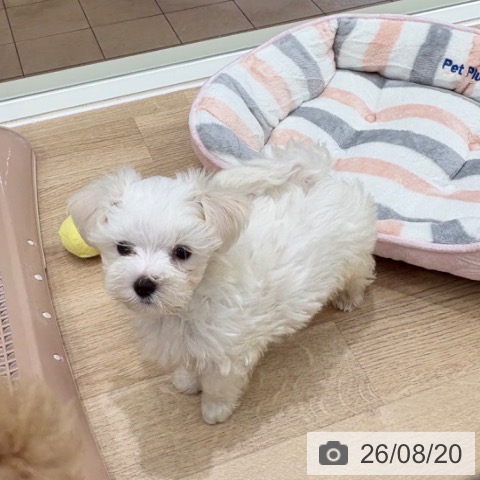 大阪府のマルチーズ (ペットプラス 鶴見店/2026年6月10日生まれ/男の子/ホワイト)の子犬の3枚目の画像