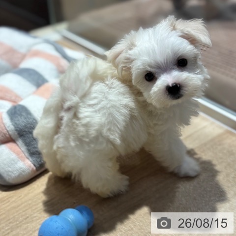 大阪府のマルチーズ (ペットプラス イオン大日店/2026年6月10日生まれ/女の子/ホワイト)の子犬の4枚目の画像