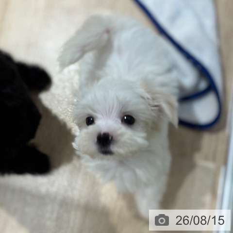 大阪府のマルチーズ (ペットプラス イオン大日店/2026年6月10日生まれ/女の子/ホワイト)の子犬の3枚目の画像