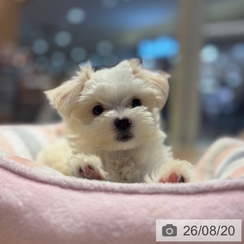 大阪府のマルチーズ (ペットプラス イオン大日店/2026年6月10日生まれ/女の子/ホワイト)の子犬の4枚目の画像