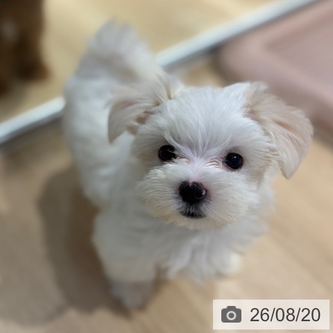 大阪府のマルチーズ (ペットプラス イオン大日店/2026年6月10日生まれ/女の子/ホワイト)の子犬の3枚目の画像