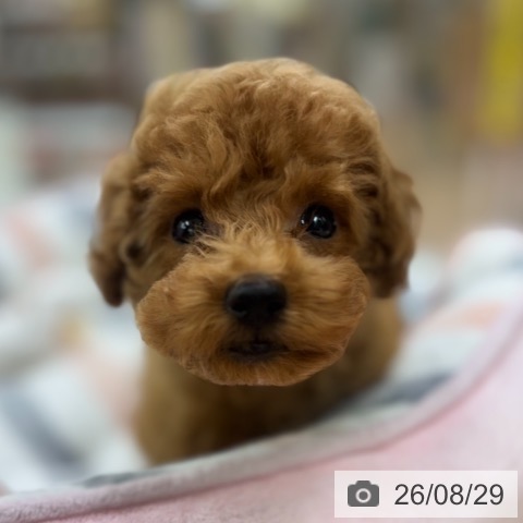 京都府のトイプードル(トイ) (ペットプラス 醍醐店/2026年6月6日生まれ/男の子/レッドフォーン)の子犬の4枚目の画像