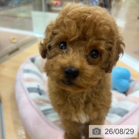 京都府のトイプードル(トイ) (ペットプラス 醍醐店/2026年6月6日生まれ/男の子/レッドフォーン)の子犬の3枚目の画像