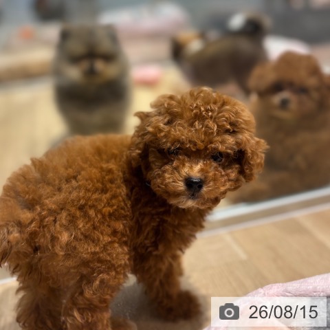 大阪府のトイプードル(トイ) (ペットプラス イオン大日店/2026年6月6日生まれ/男の子/レッドフォーン)の子犬の4枚目の画像