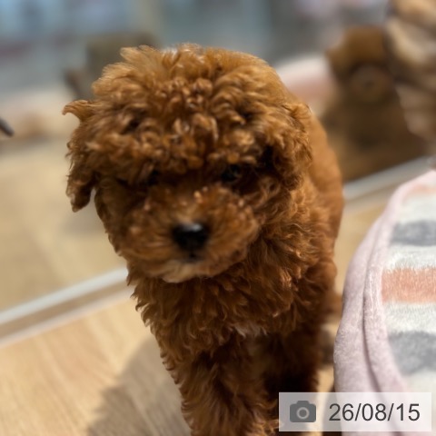 大阪府のトイプードル(トイ) (ペットプラス イオン大日店/2026年6月6日生まれ/男の子/レッドフォーン)の子犬の3枚目の画像