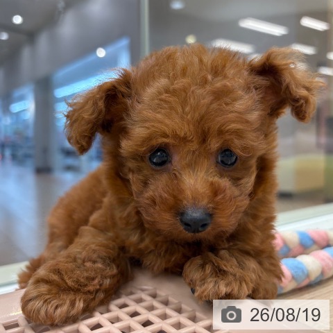 大阪府のトイプードル(トイ) (ペットプラス 鶴見店/2026年6月15日生まれ/男の子/レッド)の子犬の4枚目の画像