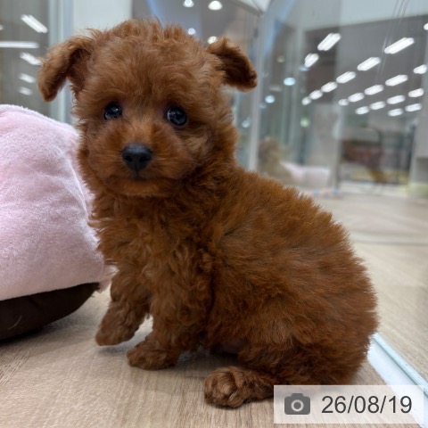 大阪府のトイプードル(トイ) (ペットプラス 鶴見店/2026年6月15日生まれ/男の子/レッド)の子犬の3枚目の画像