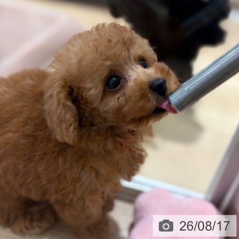 トイ・プードルの写真
