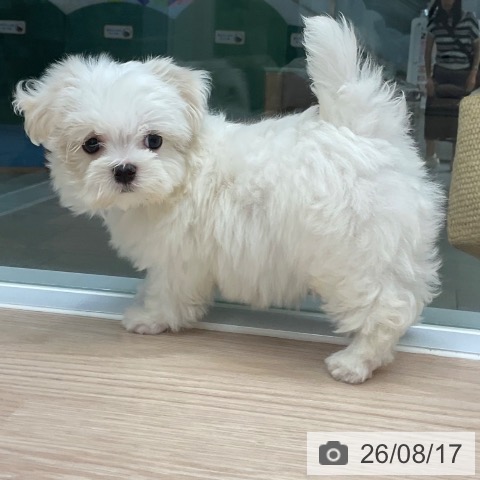 マルチーズの写真
