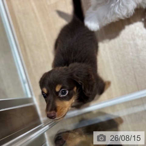 カニーンヘン・ダックスフンドの写真
