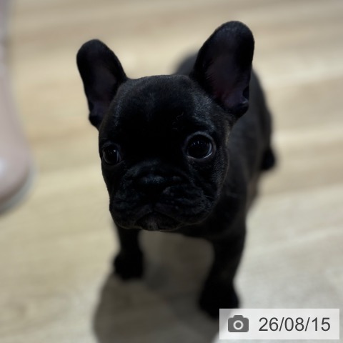 フレンチ・ブルドッグの写真