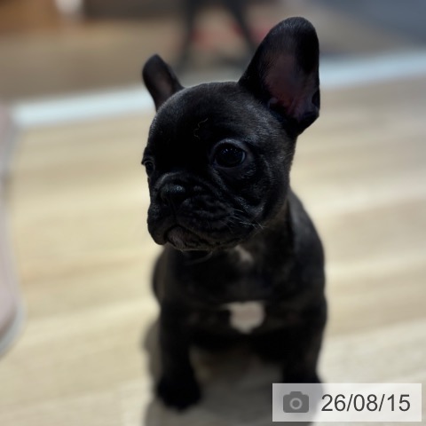 フレンチ・ブルドッグの写真