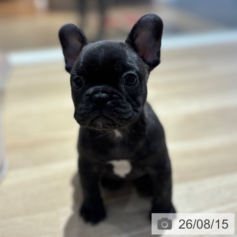 フレンチ・ブルドッグの写真