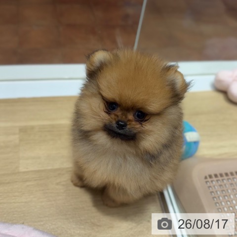 大阪府のポメラニアン (ペットプラス 四條畷店/2026年6月14日生まれ/男の子/オレンジ)の子犬の4枚目の画像