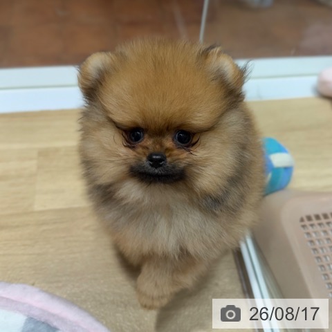 大阪府のポメラニアン (ペットプラス 四條畷店/2026年6月14日生まれ/男の子/オレンジ)の子犬の3枚目の画像