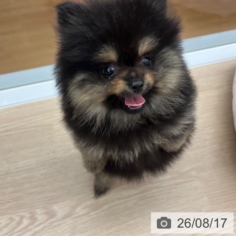 ポメラニアンの写真