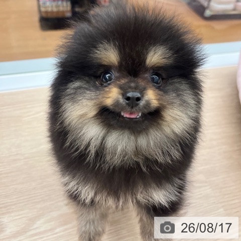 ポメラニアンの写真