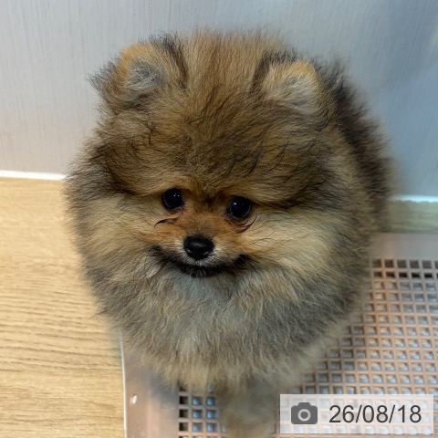 ポメラニアンの写真